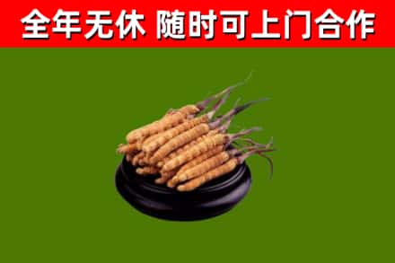 武清烟酒回收冬虫夏草.jpg